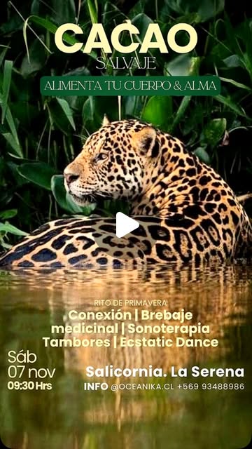 Afiche de Cacao Salvaje · música, tambores y danza