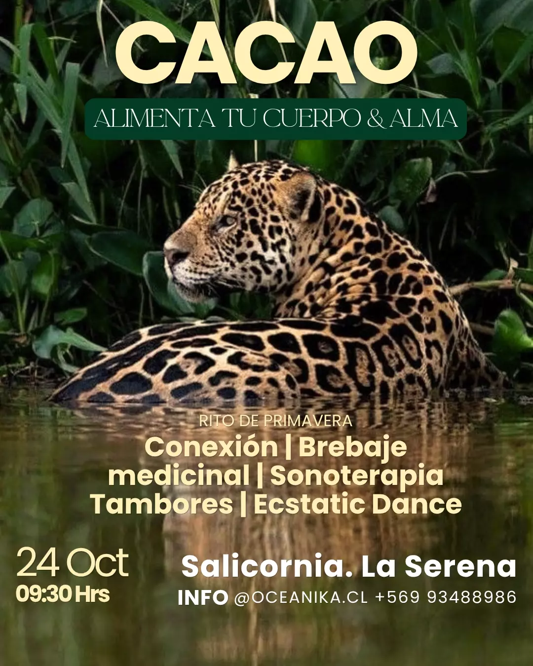 Afiche de Cacao · rito de primavera en Salicornia